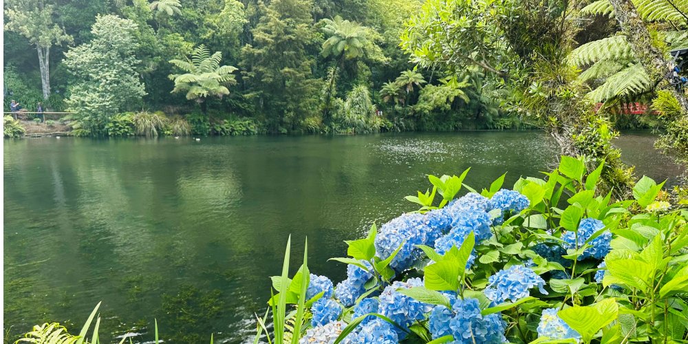 Lakeside scene with bright blue hydrangea flowers and green foliage at Pukekura Park in New Plymouth – a garden highlight between Auckland and Wellington.