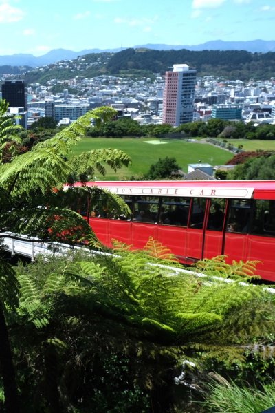 Wellington Cable Car passing through green ferns with panoramic city and harbor views, seen during an Auckland to Wellington road trip.