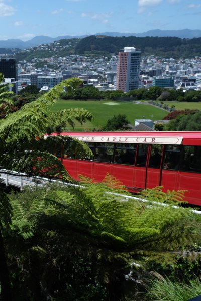 Red Wellington Cable Car emerges through fern trees with the harbour and city skyline behind – iconic photo spot at the end of an Auckland to Wellington road trip.